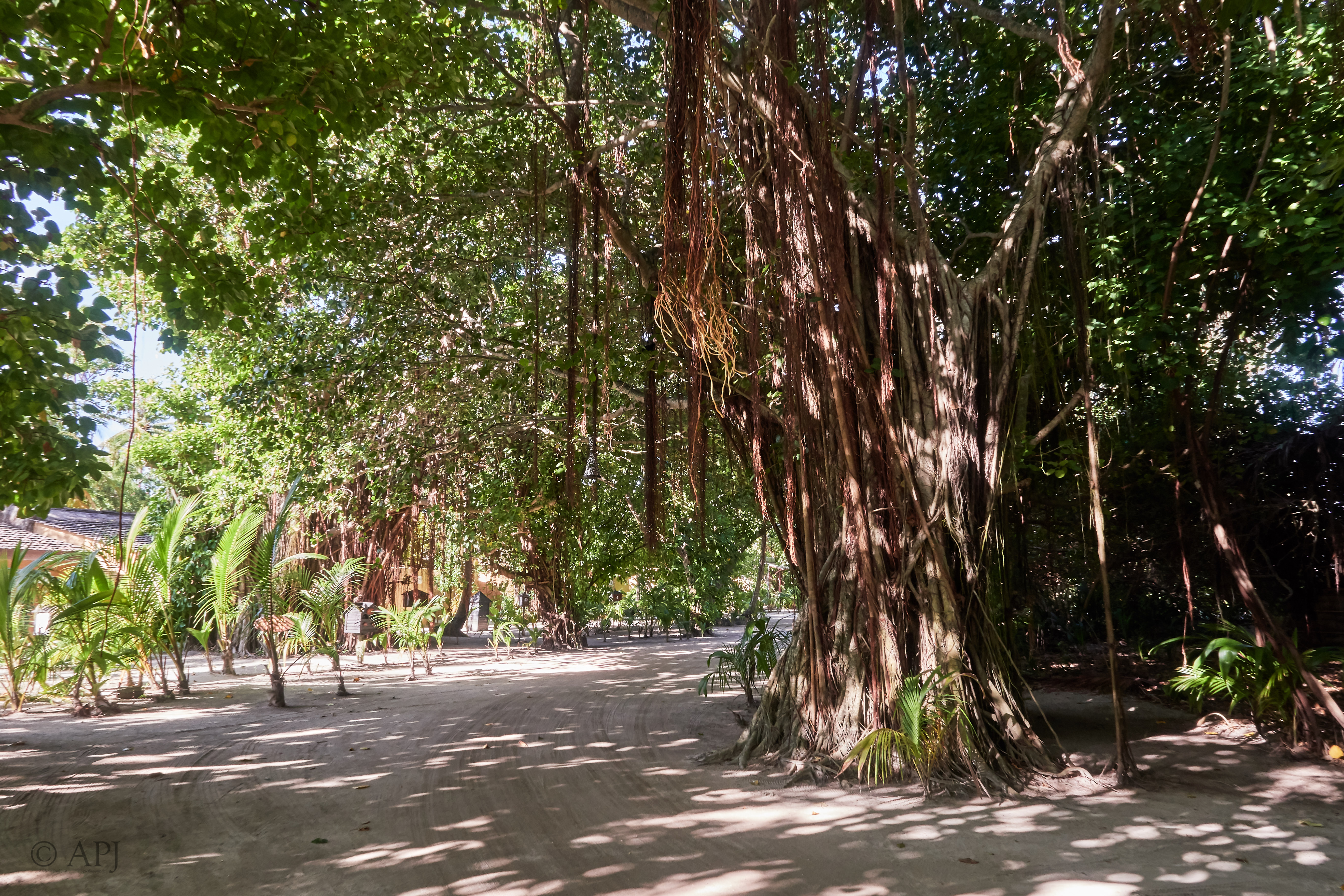 003427 21 08 17  Canon PowerShot G7 X Mark II   Malediven2017